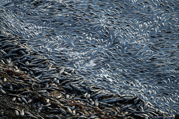 Dead Kokanee Salmon after Spawning