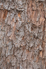 tree bark texture for background, shallow depth of field