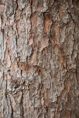 tree bark texture for background, shallow depth of field