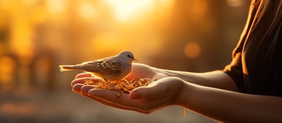 Silhouette hand of woman praying and free bird enjoying nature on sunrise