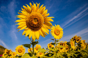sunflower growing in field of sunflowers during a nice sunny winter day yellow sunflowers contrast with the blue sky in  farmer's garden in Asian natural background. 