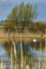 Swans seen in wild, natural environment during fall, autumn with grass reeds sticking up from water
