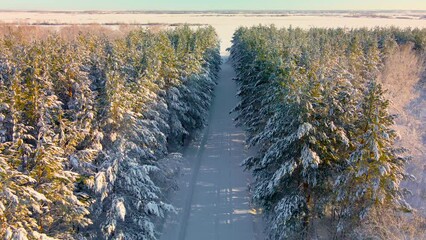 Flying a drone through a frozen alley of coniferous trees in the Arctic forest in the snowy cold.Frozen forest road.Crystal of frozen snowflakes on branches in cold winter weather.Arctic forest aerial - Powered by Adobe