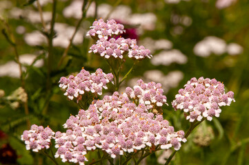 Sydney Australia, achillea millefolium or common yarrow in garden