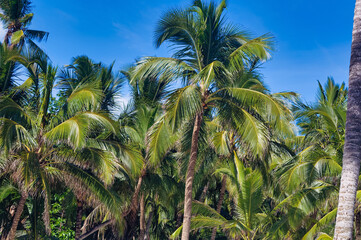 Fototapeta premium Palm trees against clear blue sky during summer day.