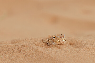 Toad-headed agama Phrynocephalus mystaceus, burrows into the sand in its natural environment. A...