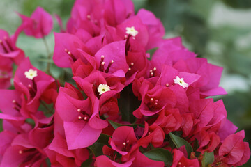 Blooming bureau of bugenville. The genus of evergreen plants of the nictagine family.. Close-up.