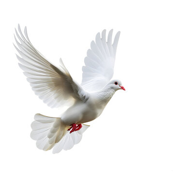 white dove flying isolated on white background