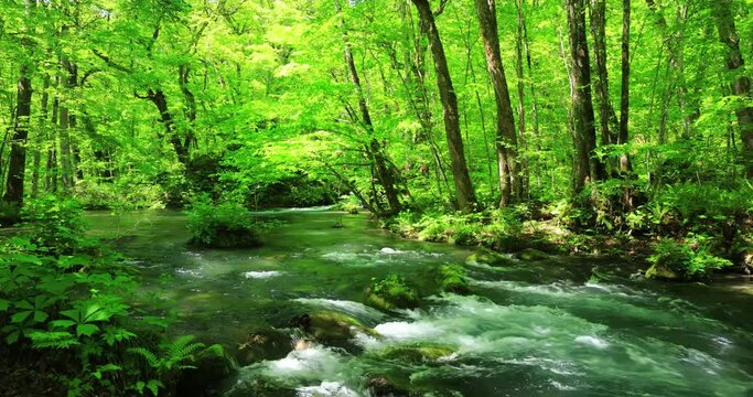 新緑の奥入瀬渓流　青森県