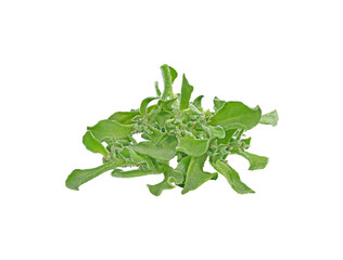 ice plant vegetable green leaf transparent png