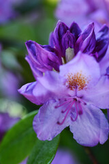 beautiful lilac rhododendron buds blossoming in garden.   macro shot. art shot with selective focus and blurs