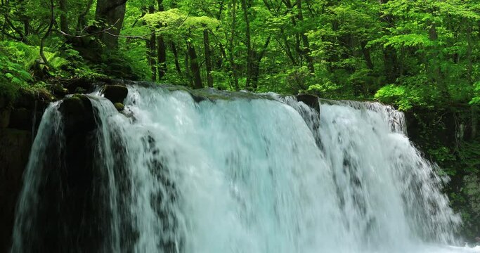 新緑の奥入瀬渓流　銚子大滝　青森県