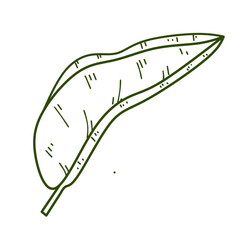 Banana Leaves Outline 