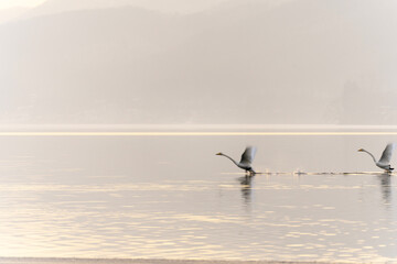 Two egrets soaring over the winter