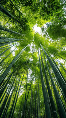 green Bamboo forest wallpaper