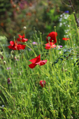 Bank of sunlit Common Poppies, Derbyshire England
