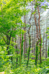 Fototapeta premium a green, cool forest in midsummer