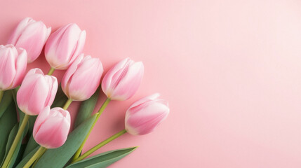 Bouquet of pink tulips on a pink background with copy space