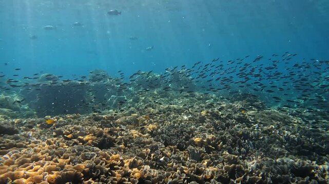 Underwater Video Tropical Coral Reef and Fish in Indonesia