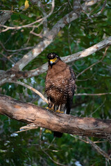 Crested Serpent-Eagle in natural habitat, Hawk deadly look spotted, Sri Lanka