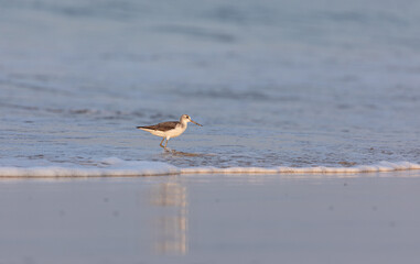 A Common Green shank (Tringa nebularia) feeeding on the sea shore 
