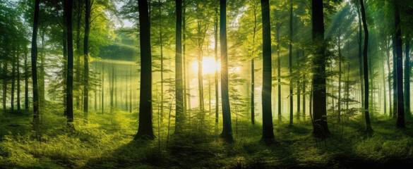 Fototapeta na wymiar Forest panorama with sunbeams in the morning, nature series