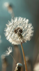 A dandelion in the field with sunlight
