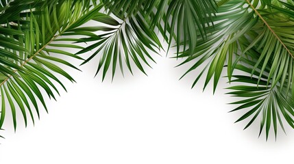 Isolate on a white background tropical palm wallpaper - obrazy, fototapety, plakaty