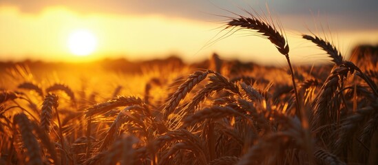 Wheat ears' silhouette at sunset, up close.