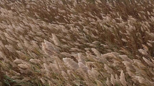 gentle beige natural background, marsh or Pampas grass, has dried up on the shore of a lake in the steppe and sways in the wind