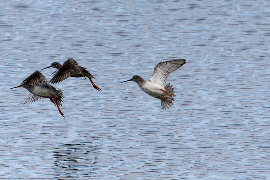 Rotschenkel im Anklamer Stadtbruch	
