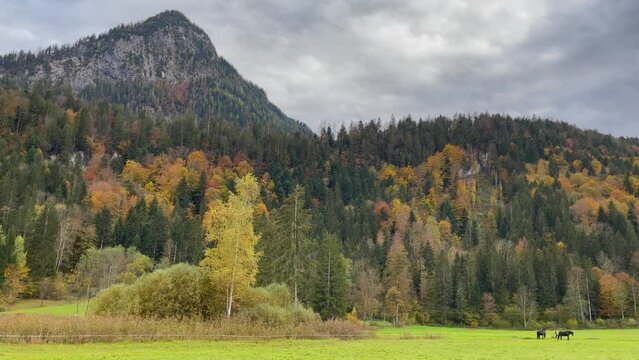 Couple of wild horses on green field by mountain range in Thiersee, Austria. Natural peaceful landscape in autumn season in European countryside