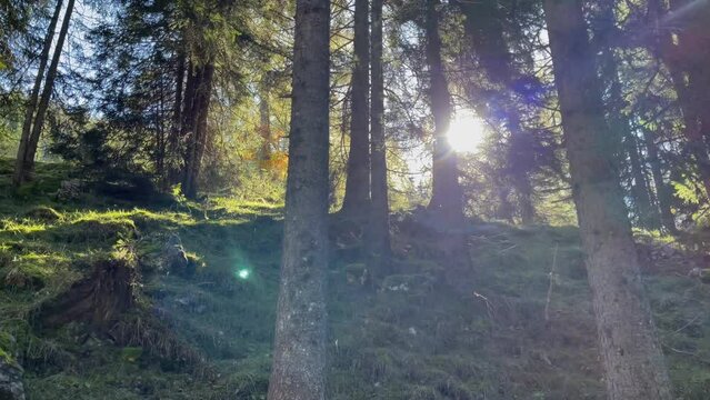 Sun rays in while walking in the forest in the morning. Mountain hiking, nature connection concepts