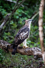 The Changeable Hawk-Eagle or Crested Hawk-eagle (Nisaetus cirrhatus) is a bird of prey species of the family Accipitridae captured at Yala Sri Lanka.