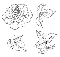 Rose Line Drawing. Black and white Floral Bouquets. Flower Coloring Page. Floral Line Art. Fine Line Rose flower illustration. Hand Drawn flowers. Botanical Coloring. Wedding invitation flowers
