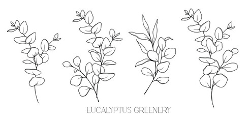 Eucalyptus Line Drawing. Black and white Floral Bouquets. Flower Coloring Page. Floral Line Art. Fine Line Eucalyptus illustration. Hand Drawn greenery. Botanical Coloring. Wedding invitation greenery © Xenia