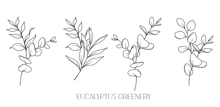 Eucalyptus Line Drawing. Black and white Floral Bouquets. Flower Coloring Page. Floral Line Art. Fine Line Eucalyptus illustration. Hand Drawn greenery. Botanical Coloring. Wedding invitation greenery