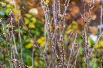 Budding in spring in the garden. Black currant in the period of budding. 