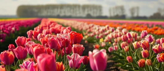 Fotobehang Field of tulips in Holland. © AkuAku