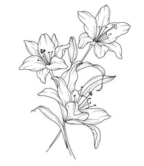 Lily Line Drawing. Black and white Floral Bouquets. Flower Coloring Page. Floral Line Art. Fine Line Lilies illustration. Hand Drawn flowers. Botanical Coloring. Wedding invitation flowers