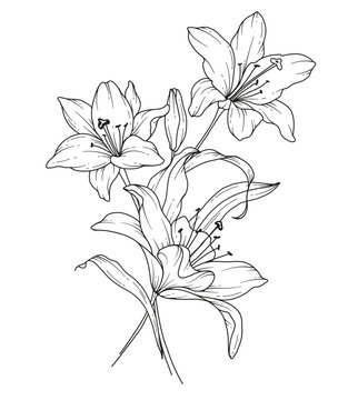 Lily Line Drawing. Black and white Floral Bouquets. Flower Coloring Page. Floral Line Art. Fine Line Lilies illustration. Hand Drawn flowers. Botanical Coloring. Wedding invitation flowers