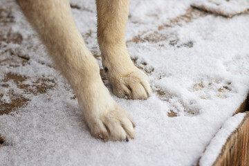 Dog paws in winter snow close-up	
