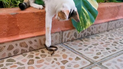 Cat plays and fights snake in Playa del Carmen Mexico.