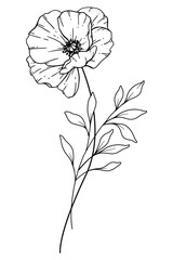 Poppy Line Art. Poppy outline Illustration. August Birth Month Flower. Poppy  outline isolated on white. Hand painted line art botanical illustration.
