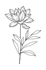 Water Lily Line Art. Water Lily outline Illustration. July Birth Month Flower. Water Lily  outline isolated on white. Hand painted line art botanical illustration.