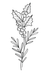 Holly Line Art. Holly outline Illustration. December Birth Month Flower. Holly outline isolated on white. Hand painted line art botanical illustration.