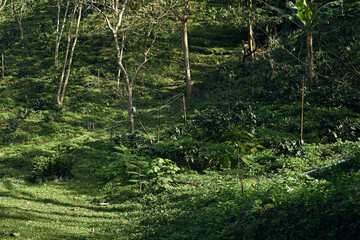 Coffee tree in coffee plantation in agriculture farm on Doi Chang