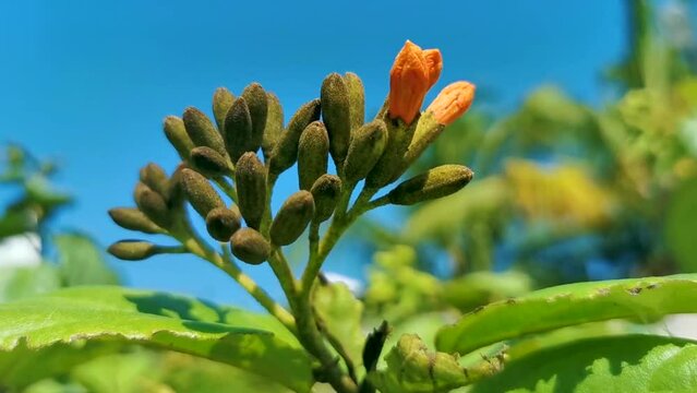 Ziricote Cordia sebestena flowering tree with orange flowers in Mexico.