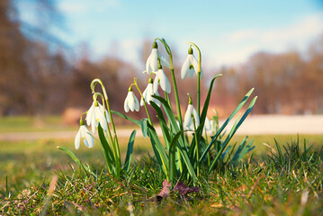 group of snowdrop flowers in the park, blurry background
