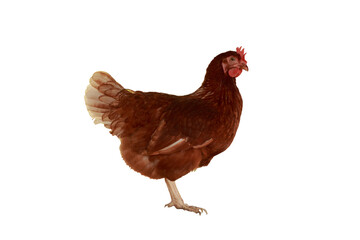 Full body of brown young, standing hens used for farm animals.With isolated on a white background.